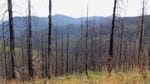 Trees severely burned during the Douglas Complex fire near Glendale, OR.
