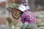 The monarch population is found primarily in Arizona, California, Idaho, Nevada, Oregon, Utah and Washington, and overwinters on the coast of California.