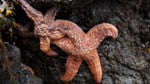 Deflated ochre stars in Puget Sound showing signs of sea star wasting disease, which has infected 20 species of starfish from Mexico to Alaska. 