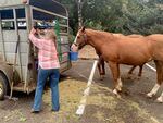 A woman opens the back door of a metal horse trailer while two brown horses stand roped nearby, eating feed from a bucket.
