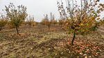 Six years ago, Loughridge Nut Farm planted 10 acres of blight-resistant Jefferson hazelnut trees. The first picking, in year 4, yielded a single box; this year's yield was 17 boxes. Jeffersons account for recent growth in Oregon's hazelnut yields.