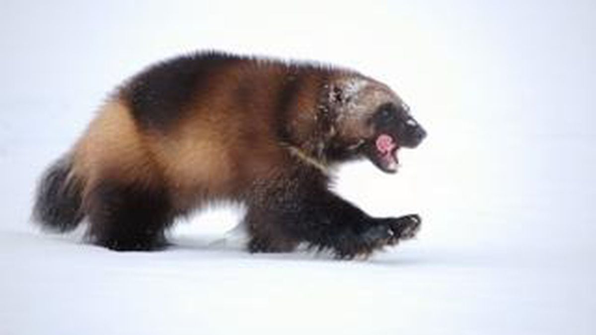 Conservation groups vow challenge after federal decision not to protect wolverines