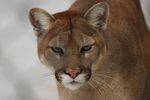 Cougars, or mountain lions, are common but elusive predators in Oregon.