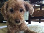 Muffin is 13 and lives with her human, NPR editor, Carol Ritchie and her family, (where every day is National Dog Day.)