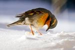 A varied thrush, its feathers puffed-up against freezing temperatures, eyes seeds buried in snow Wednesday, Dec. 29, 2021, in Bellingham, Wash. Snow, ice and unseasonable cold in the Pacific Northwest and the Sierra Nevada are continuing to disrupt traffic, cause closures and force people to find refuge in emergency warming shelters.