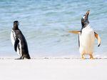 Photo de Jennifer Hadley de deux pingouins sur les îles Falkland.  La photo a remporté le prix du public Affinity Photo 2.