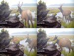 Artist Malia Jensen's "Nearer Nature" project utilized 18 motion-triggered field cameras to gather images of wildlife.