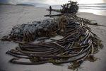 Bull kelp routinely washes up on West Coast beaches after storms, but there are more reasons to worry about the health of the kelp forests just offshore.