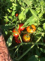 Dry farmed early girl tomatoes in Philomath, Ore. 