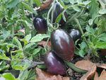 The antioxidant-rich Midnight Roma was just released by Oregon State University. Anthocyanins in the skin give it the dark purple hue.