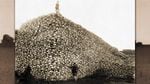 A photograph of a giant pile of bison skulls.