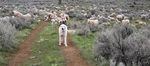 One of Kim Kerns' favorite livestock protection dogs, Opal, places herself firmly between the photographer and the herd.