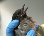 Baby birds that have fallen from nests or been abandoned often show up at Bend's Think Wild animal hospital during the summer fledging season. They are hand-fed by volunteers several times a day, as shown in this image captured from video footage July 29, 2022.