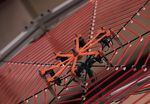 Oregon State University scientists created a mechanical "spider" to detect vibrations in a web using alligator clips attached to accelerometers detailed in this still video image taken in July 2022 in Corvallis.