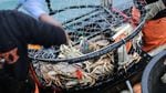 A crab pot with caught Dungeness crab inside, off the port of Port Orford. 