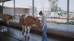 Darleen Sichley checks on a cow at her Silverton, Oregon, dairy farm.