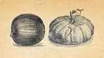 Old style drawing of two different types of pumpkins.