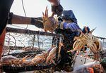 The crew aboard the FV Misty pulls up a pot of Dungeness crab off of Port Orford, Ore., May 17, 2022. The 2021-2022 season saw record high prices and a punctual start to commercial crabbing right on Dec. 1, 2021. 