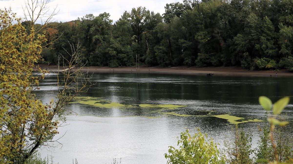 Willamette River Algae IFish Fishing Forum