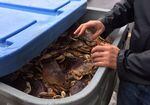 A Eugene fish market owner opens a large tote filled with Dungeness crab.