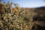 A sagebrush plant is pictured in the McDermitt Caldera on the Oregon-Nevada border Saturday, April 2, 2022. Sage grouse rely on sagebrush for food, brooding and shelter.