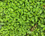 Small leafy green plants.