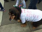 A canine joins the May Day march in Salem, Oregon, May 1, 2017.