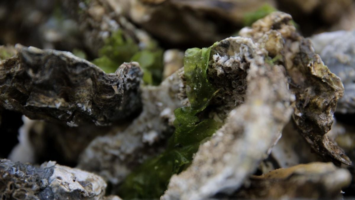 Mystery worm is affecting oysters in Washington