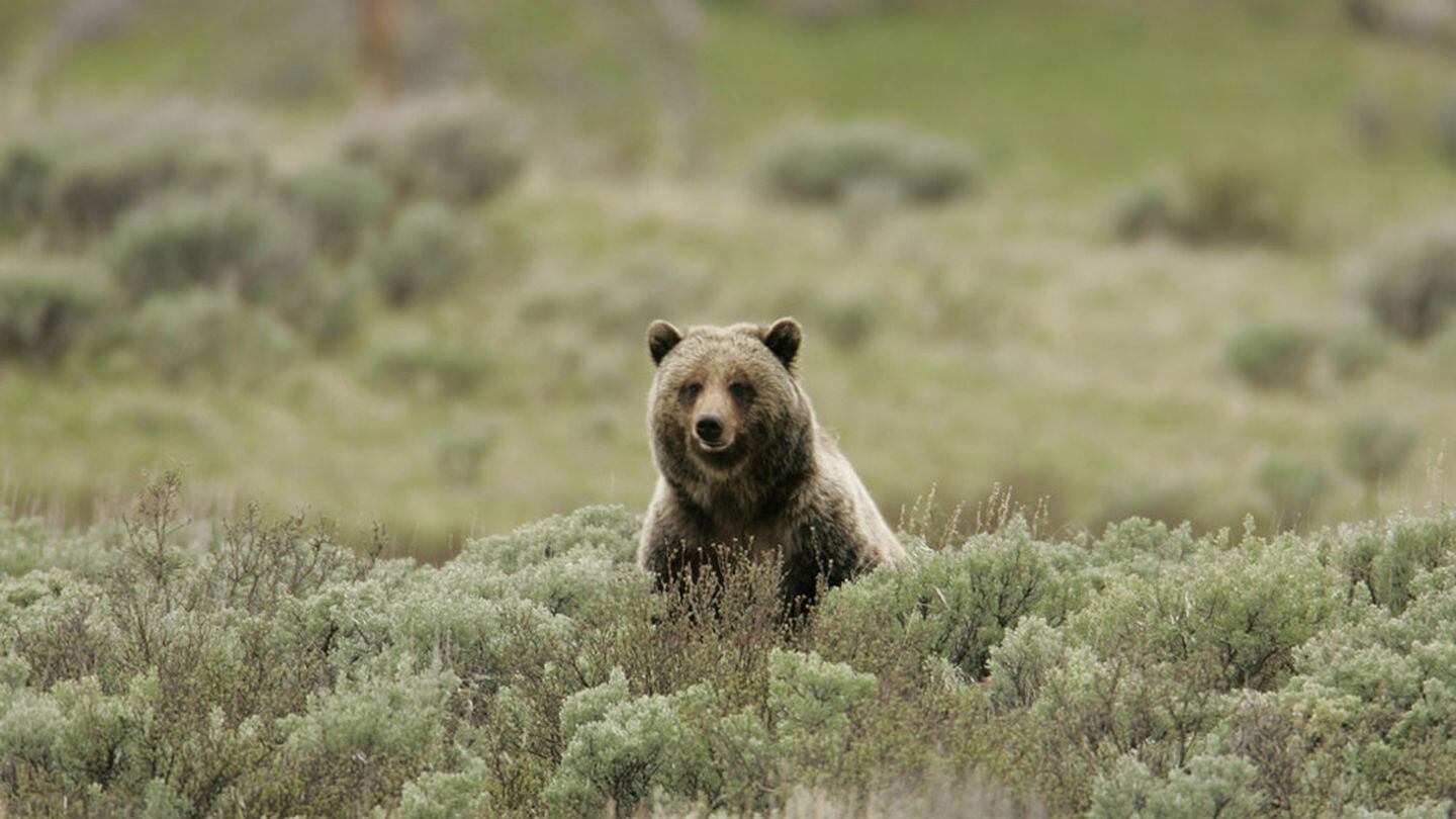 Fatal grizzly attack renews debate over how many bears are too many - OPB