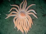 A sunflower sea star. Courtney Klug of the Oregon Coast Aquarium says it is highly susceptible to Sea Star Wasting Syndrome.
