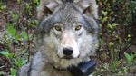 A female wolf with a tracking collar around her neck.