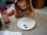 A child sits sprawled on an indoor carpet observing two cicada insects as they walk across a paper plate.