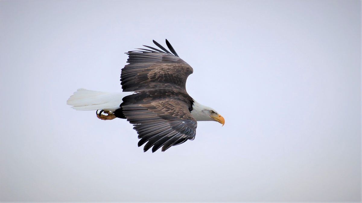 Annual Eagle Watch takes flight in The Dalles OPB