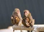 Rhesus macaques at the Oregon National Primate Research Center, photographed in the outdoor corrals in 2008.