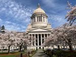 Cherry trees bloom in front of the classical architecture of the Washington state Capitol building.