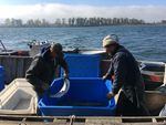 Fisherman Blair Peterson, right, harvests fish from an experimental fish trap on the lower Columbia