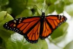 In this June 2, 2019, file photo, a fresh monarch butterfly rests on a Swedish Ivy plant soon after emerging in Washington. Trump administration officials are expected to say this week whether the monarch butterfly should receive federal designation as a threatened species. 