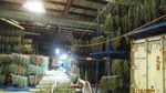 I warehouse is packed full of cannabis plants.