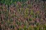 More than one million acres of forested land in Oregon contained dead or dying fir trees, indicated by red needles atop their canopies in this photo taken in July 2022 during an aerial survey conducted by the U.S. Forest Service.