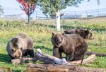 The Washington State University Bear Research Center in Pullman, Washington, has a population of captive grizzly bears that are helping scientists learn about insulin resistance in hibernating bears and how that compares to insulin resistance in diabetic people.