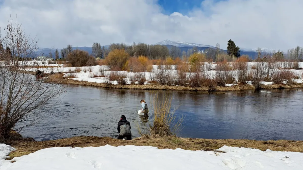 How Will Salmon Adapt After Klamath Dams Removed? Scientists Are Trying ...