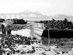Oyster Harvest, Coos Bay circa 1940