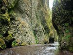 Mossless stretches of wall reveal the complex basalt patterns that formed Oneonta Gorge.