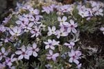 Mark Darrach has helped identify three previously unknown plants on this hillside. One is Yeti Phlox.