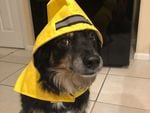 Bella Jean models a new raincoat. Some might say she's "spoiled" but she prefers to think of herself as "worth it." Her human is NPR and St. Louis Public Radio's Brendan Williams.