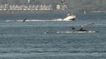 A humpback whale flips over in the Columbia River as a fishing boat goes by.