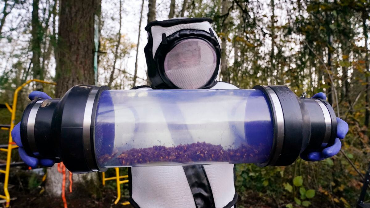 Scientists will set 1,000 traps in Washington state to capture murder hornets this year