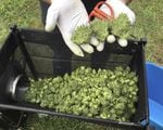 In this Sept. 30, 2016, file photo, a marijuana harvester examines buds going through a trimming machine near Corvallis, Ore.