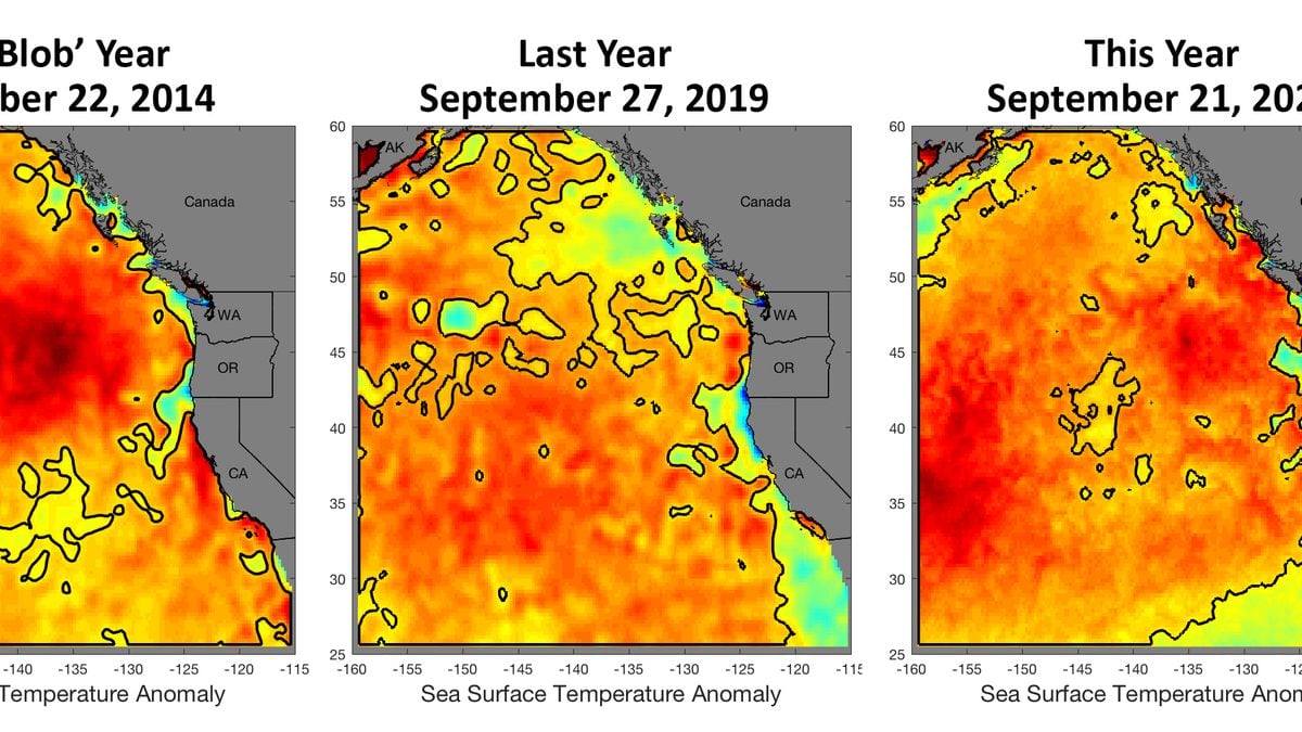 Are marine heat waves the new normal for the Pacific Ocean? OPB