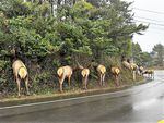 Elk forage on the roadside earlier this year in Cannon Beach, Ore.